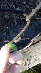 Drepanicus chrysopinus