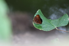 Taxila haquinus