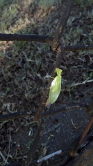 Drepanicus chrysopinus