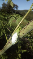 Drepanicus chrysopinus