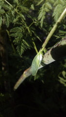 Drepanicus chrysopinus