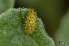 Henosepilachna argus