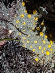 Polymastia pachymastia