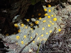 Polymastia pachymastia