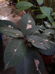 Graptophyllum pictum