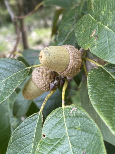 Image of Quercus polymorpha by (c) John Leszczynski, some rights reserved (CC BY)