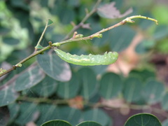 Eurema hecabe hecabe