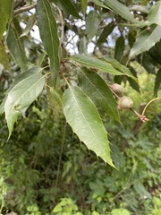 Quercus sartorii
