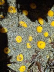 Polymastia pachymastia