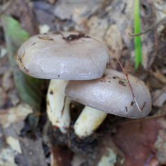 Lactarius argillaceifolius argillaceifolius