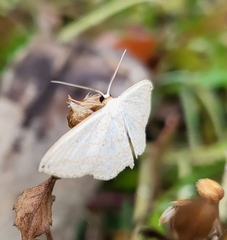 Scopula umbilicata