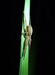 Neoctenus