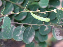 Eurema hecabe hecabe