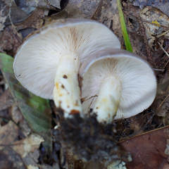Lactarius argillaceifolius argillaceifolius