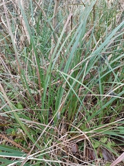 Carex acutiformis