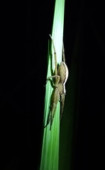 Neoctenus