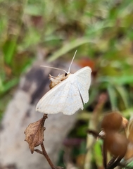 Scopula umbilicata