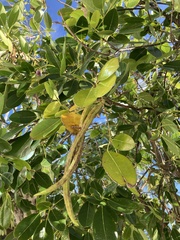 Tabebuia heterophylla