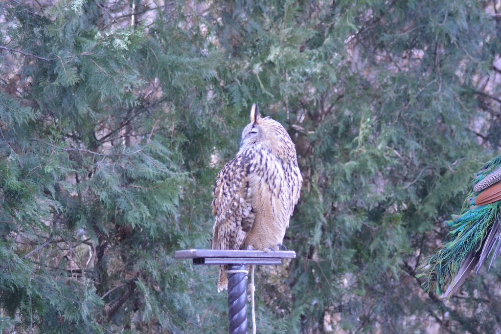 Погода филином. Рыбный филин ареал. Сихотэ-алинский заповедник рыбный филин. Филин bubo на алтае. Филин присурский заповедник.