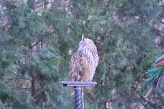 Bubo