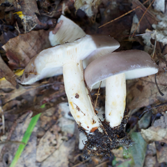 Lactarius argillaceifolius argillaceifolius