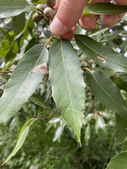Quercus sartorii