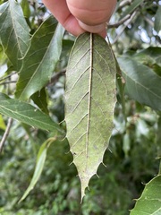Quercus sartorii
