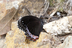 Gyrocheilus patrobas