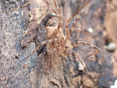 Phalangioidea