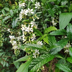Clerodendrum laevifolium