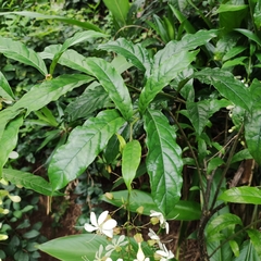 Clerodendrum laevifolium