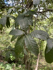 Quercus rysophylla