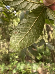 Quercus rysophylla