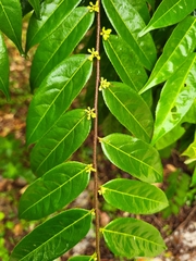 Casearia arborea
