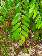 Casearia arborea