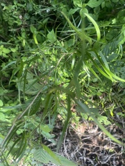 Asparagus falcatus