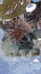 Urticina clandestina