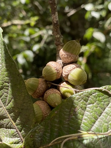 Image of Quercus rysophylla by (c) John Leszczynski, some rights reserved (CC BY)
