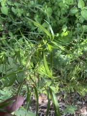 Asparagus falcatus