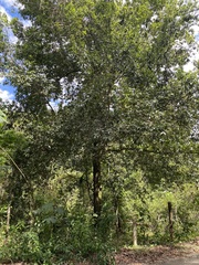 Quercus rysophylla