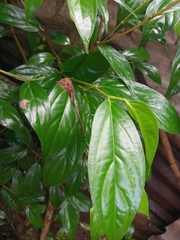 Celtis tetrandra