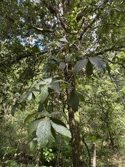 Quercus rysophylla