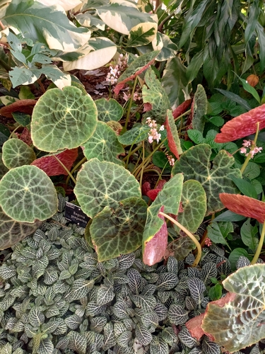 fire-king begonia (Begonia goegoensis)