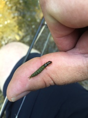 Macrostemum zebratum