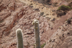 Trichocereus atacamensis