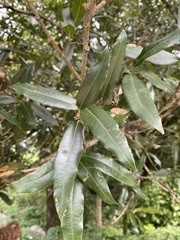 Quercus pinnativenulosa