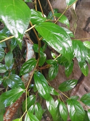 Celtis tetrandra