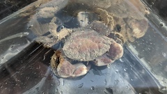 Lophopanopeus bellus