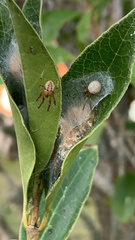 Neoscona arabesca