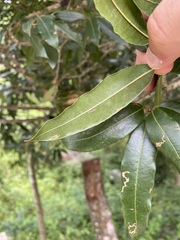 Quercus pinnativenulosa